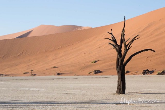 A tree with no leaves, burnt out in the desert, with dunes behind it