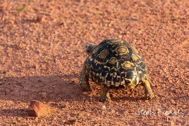 A turtle in the desert